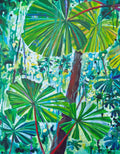 Licuala Ramsayi