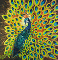 Posing Peacock