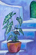 Alocasia staircase