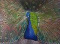 The Rattling Peacock